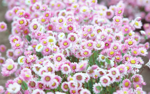 462966 (a): :1440x900